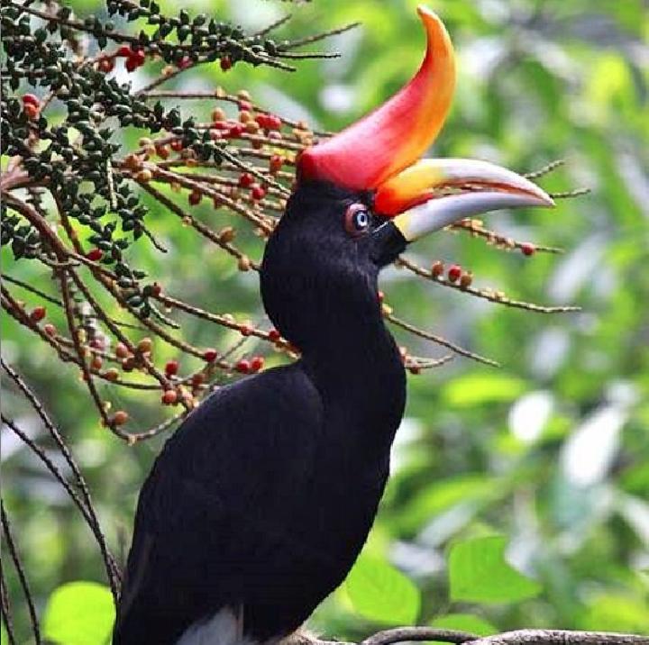 Burung Tingang